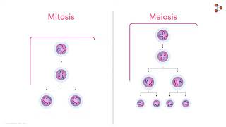 Differences between Mitosis and Meiosis Don't Memorise Differences between Mitosis and Meiosis Don't Memorise