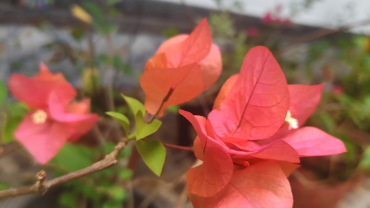 പറ്റുമെങ്കിൽ പറയു... ഒന്ന് കാണട്ടെ