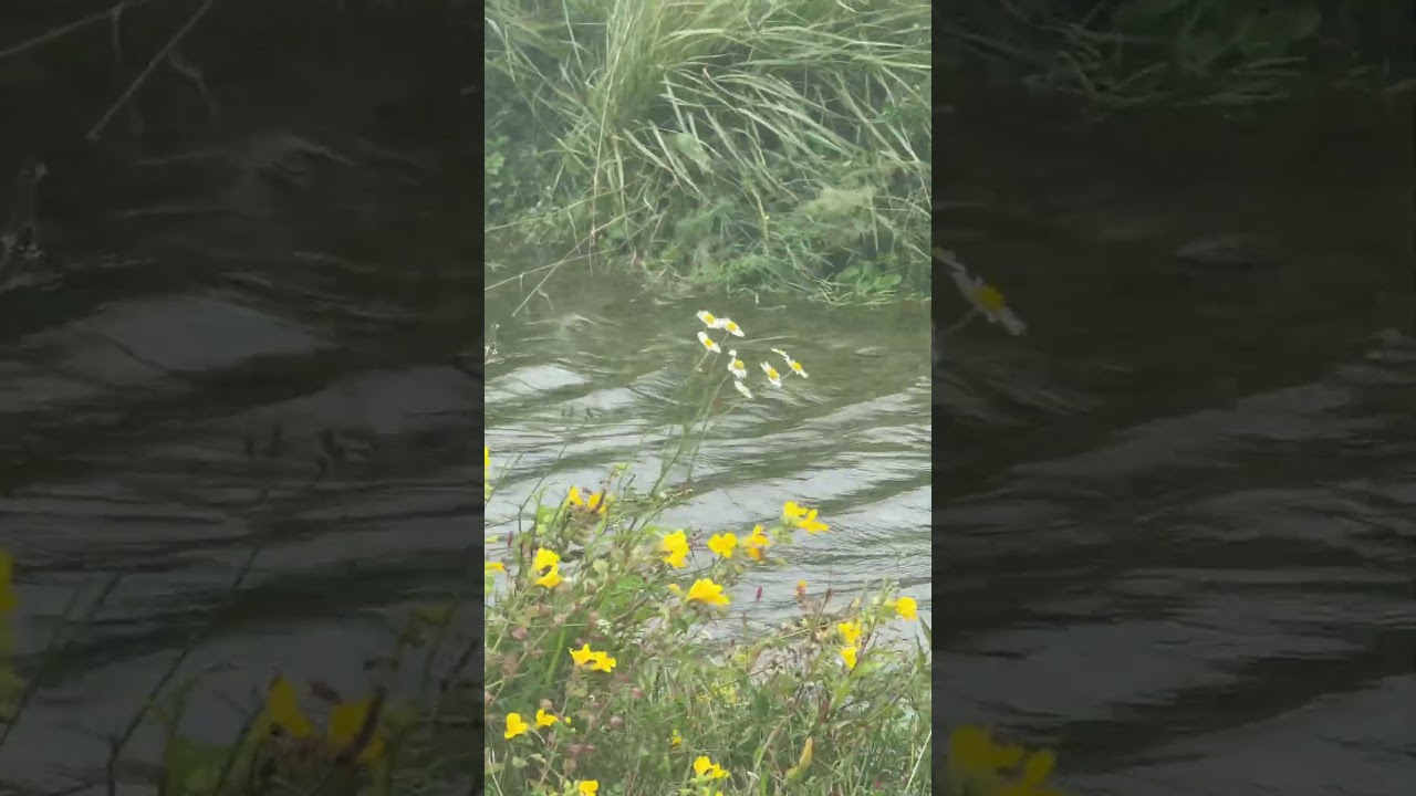 This was Opihi River