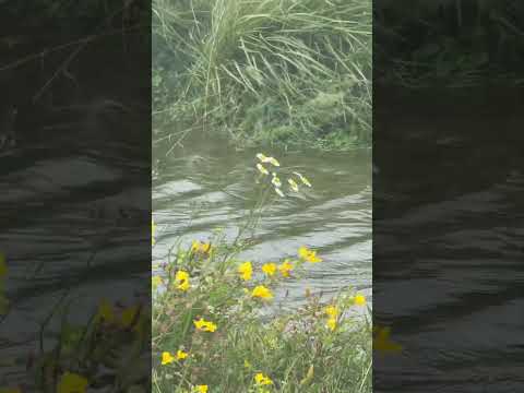 This was Opihi River