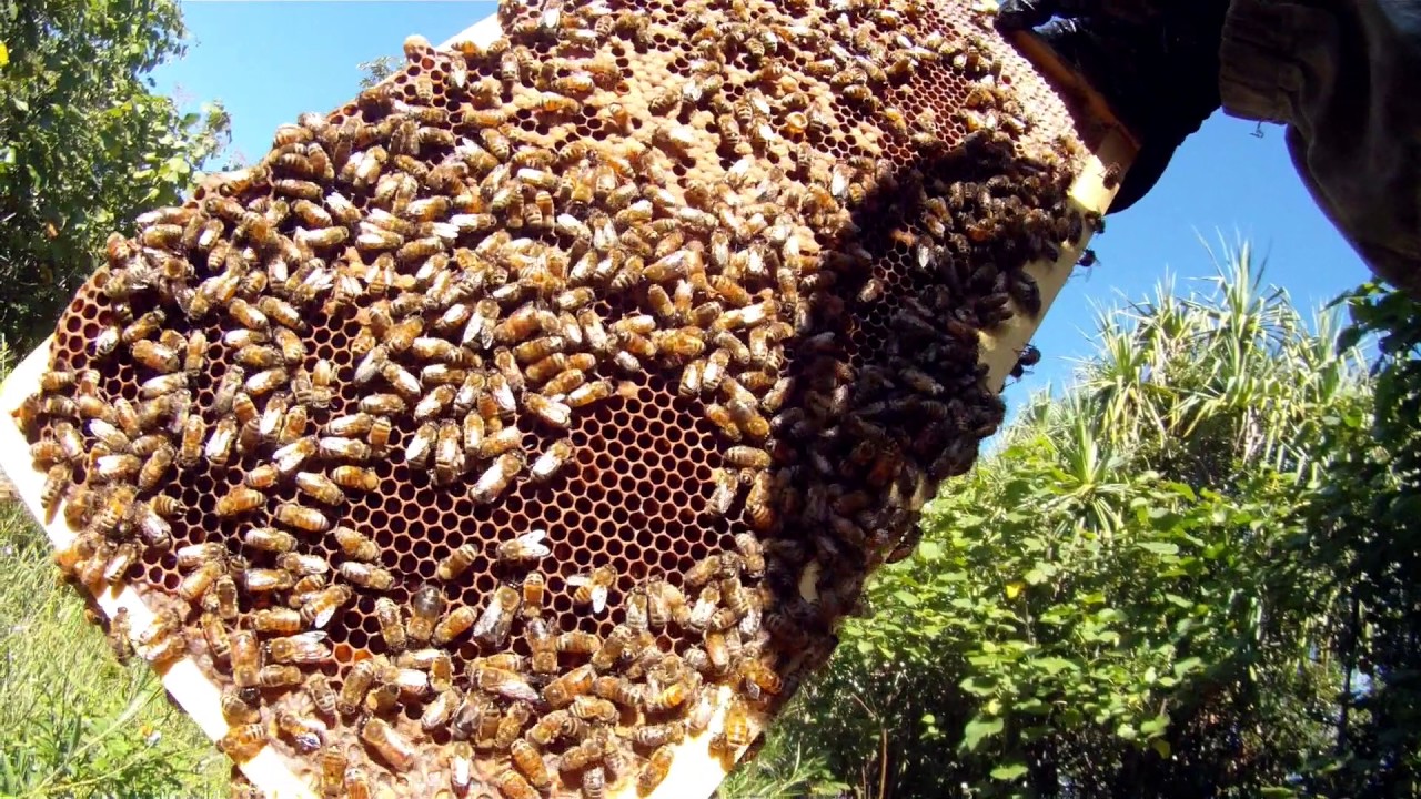 Humane Beekeeping in Hawaii with Solomon Singer YouTube