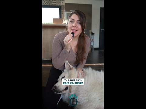 Pourquoi ton chien aboie tout le temps ? Les vraies raisons 🐶