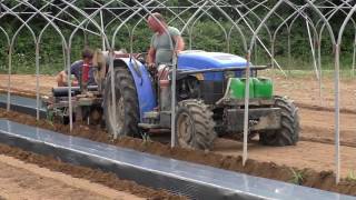 Introduzione della pacciamatura del terreno con teli biodegradabili in Mater-Bi