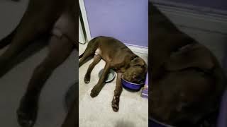 4 month old chocolate lab and bulldog mix...puppy chooses weird pillow