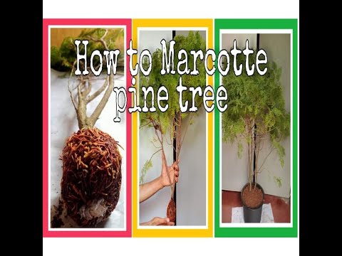 Come pini Marcotte o Cypress impianto #jimstech