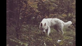 ГУЛЯЕМ С ЛИНДОЙ: как я пишу свои произведения?|#3 ГУЛЯЕМ С ЛИНДОЙ: как я пишу свои произведения?|#3