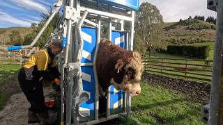 Do They PASS?   Testing our Breeding Bulls | Bad end to the Day.