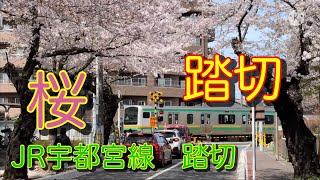 JR宇都宮線　大宮ー土呂　桜　踏切