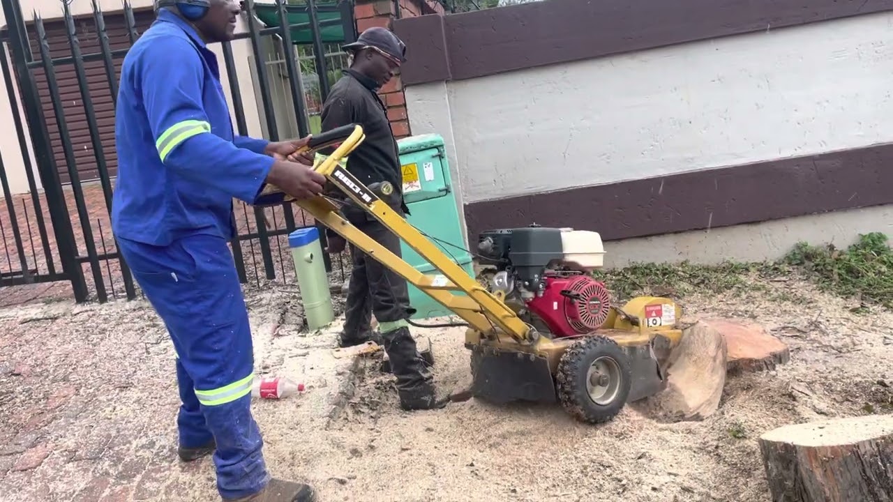 Mini workforce stump grinder at work in Garsfontein - 071 563 0877