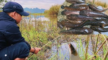 Cắm Câu Đêm Săn Cá Lóc Hugo Va Toàn Hàng Khủng! #lurefishing #lure #caucaloc