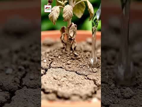 গাছের পাতার রং ফ্যাকাশে হলে কী করণীয়? বিস্তারিত জানুন | Why Plant Leaves Turn Pale