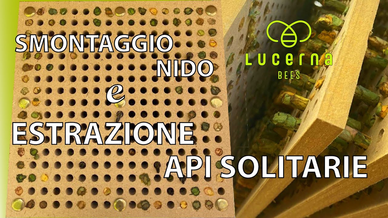 SMONTAGGIO NIDO PER API SOLITARIE PER ORTO FAMILIARE E ESTRAZIONE API SOLITARIE