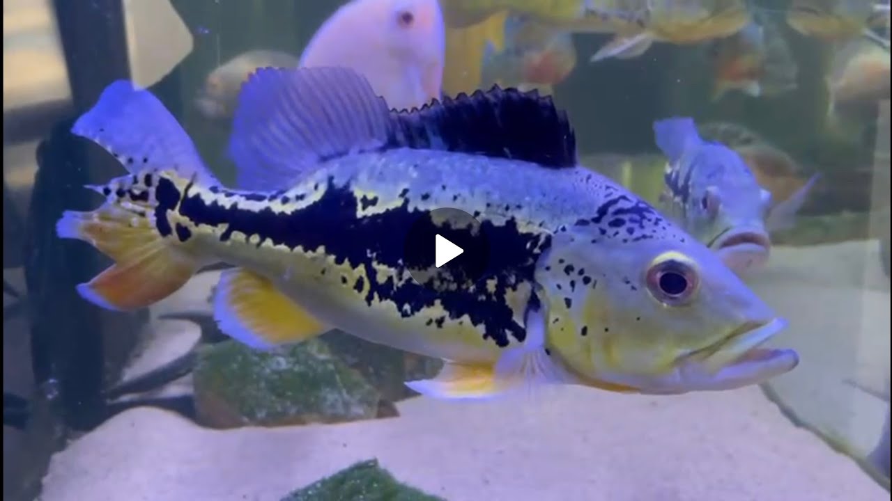 EITA COMPREI MAIS UM AQUÁRIO LOTADO DE PEIXES TOP... AGORA VOU SER DESPEJADO DE VEZ kkkkk