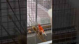 Canary bird #short #video