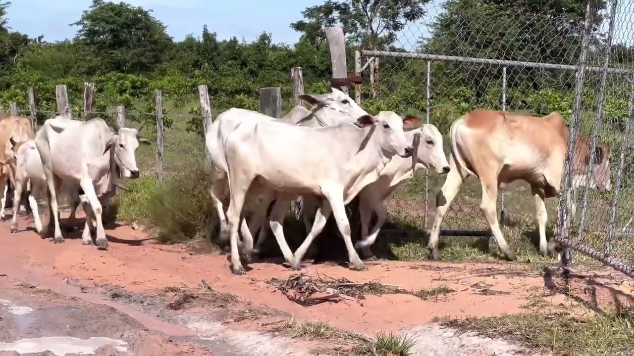 Many cows grazing at green field with owner