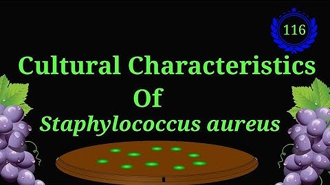 Cultural Characteristics Of Staphylococcus aureus @EnteMicrobialWorld #microbiology #bacteria #vbs