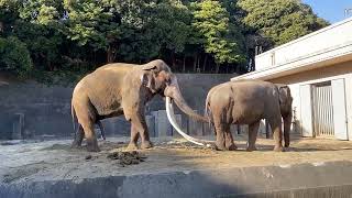 Asian elephants ボンとヨーコの交尾🐘🦣2022.12.28【アジアゾウ】【金沢動物園】