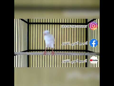 دكر يوركشاير هائج بشكل لا يصدق على أنثى جيبوسي رأيكم في هذا التزاوج