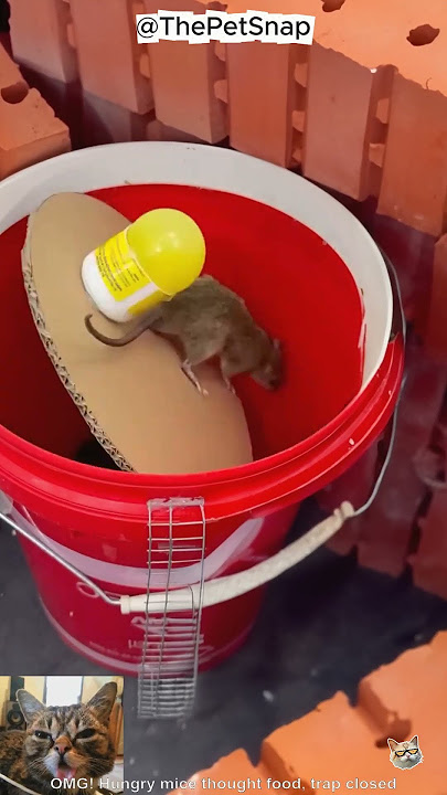 OMG! Hungry mice thought food, trap closed!? #cat #catandmouse #trending
