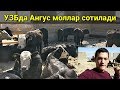 УЗБда Ангус зотли моллар сотила