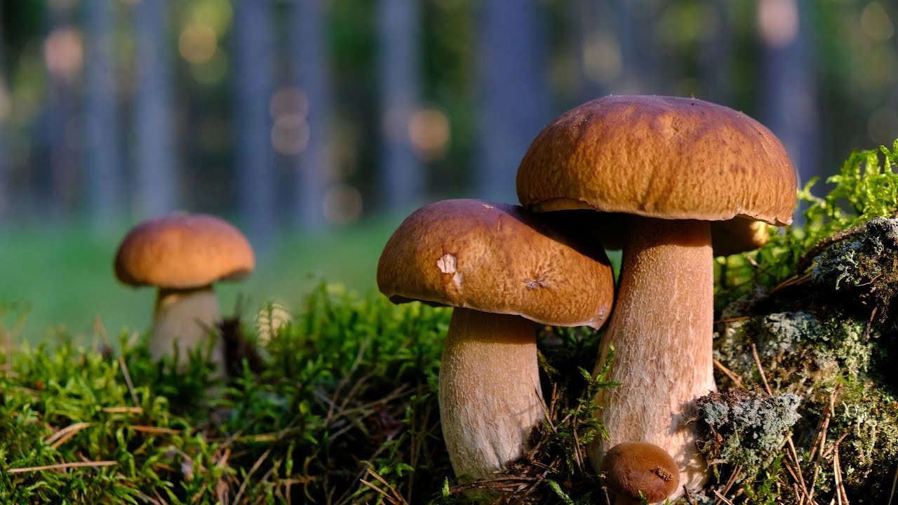 Грибы в Ленобласти август 2025