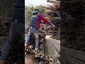 How to Move 70 Bamboo Poles in Seconds! #LifeHacks