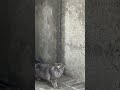 Satisfying jump of persian cat. Flexible body