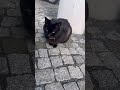 Cat I found at school #cats #catvideos #catshorts #catholic