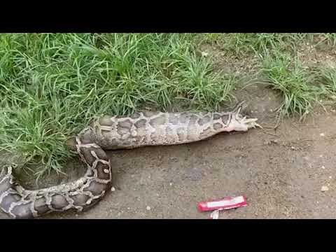 ពស់ថ្លាន់ខ្ជាក់មាន់