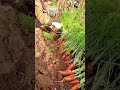 A farmer is harvesting fresh, bright orange carrots from a field of dark soil