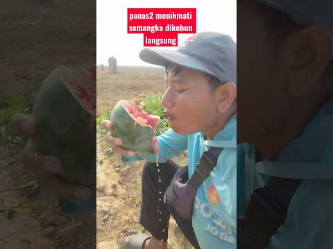 menikmati..sampai air  semangkanya tumpah2 #semangka #kebun