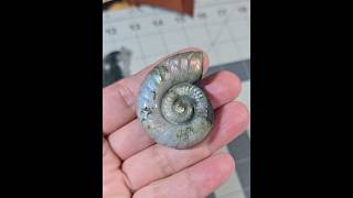 Labradorite Ammonite Carving