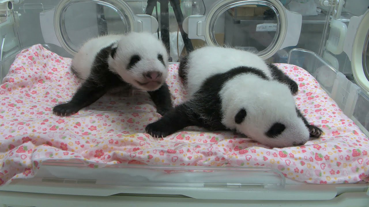うっすら目が開いた双子のパンダ 誕生から50日 名前募集は8月日まで 上野動物園 動物のリアルを伝えるwebメディア Reanimal