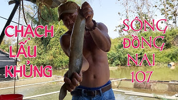 Câu Cá Trúng Ổ Cá Chạch Khủng Sông Đồng Nai/Great fishing / fishing