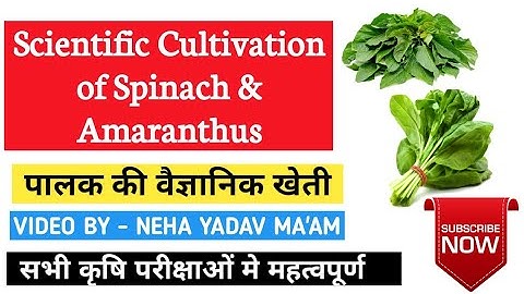 Cultivation of Vegetable Crops : Spinach & Amaranthus |UPPSC DHO, कृषि पर्यावेक्षक |Agriculture & GK