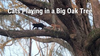 Cats Playing in a Big Oak Tree