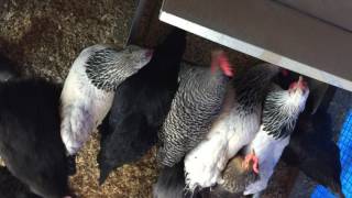 Specks the Chicken Pulls on Her Friends Feathers by Erik Asquith 71 views 7 years ago 27 seconds