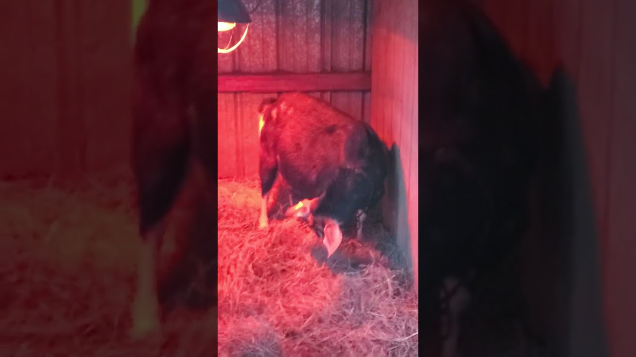 Kinder Goats About Ready to Kid