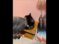 西班牙 Bravery 焙菲力 無穀貓飼料 7KG 鮭魚 成貓 體重控製貓 高蛋白 天然 貓飼 product youtube thumbnail