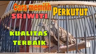 Download Cara Memilih Perkutut Sriwiti Kualitas Terbaik Video MP3 Cara Memilih Perkutut Sriwiti Kualitas Terbaik