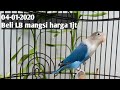 Beli Lovebird mangsi harga 1 jt, di awal tahun 2020.