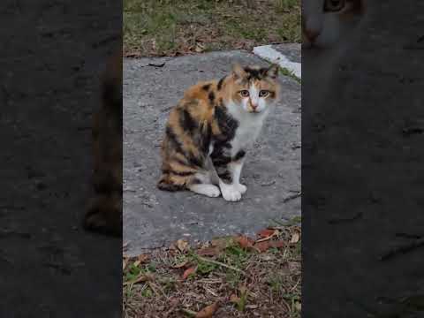 Грустноглазик 🐱❤️ #cat #sadcat #florida #animals #nature #кошка #природа #флорида #одиночество