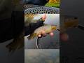 CADDIS PUPA doing the job.. #fishing #flyfishing #browntrout #riverfishing #nymphfishing