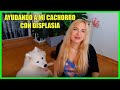 DIARIO de mi CACHORRO con DISPLASIA 2020🐶 Primeros pasos para ir ayudándolo💪SAMOYEDO 4 meses