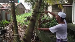 Utuh Bangang 😆 || Komedi Banjar