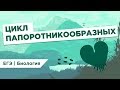 ЦИКЛ ПАПОРОТНИКООБРАЗНЫХ l ЕГЭ Биология | Даниил Дарвин | Вебуим