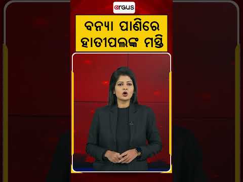 ବନ୍ୟା ପାଣିରେ ହାତୀପଲଙ୍କ ମସ୍ତି | Argus Reels | FloodWater | ElephantsBathing | ViralWildlife
