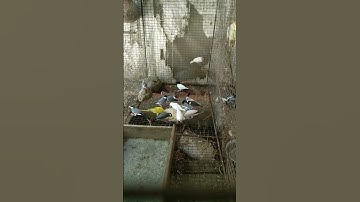 eating time 😋 Java birth eating on egg food 🥰❣️