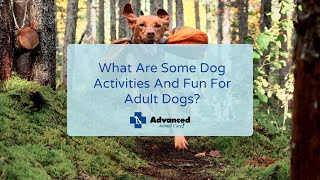 What Are Some Dog Activities And Fun For Adult Dogs? by Advanced Animal Care 46 views 2 years ago 2 minutes, 23 seconds