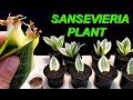 How to grow Sansevieria Plant from leaves